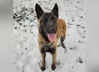 Ranger ein loyaler Freund fürs Leben