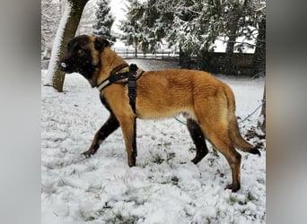 Ranger ein loyaler Freund fürs Leben