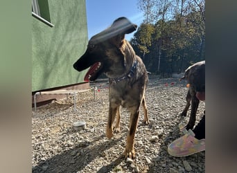 Maaji ein wundervolles Wesen