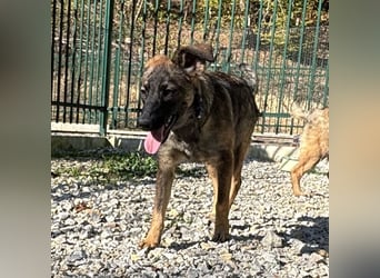 Maaji ein wundervolles Wesen