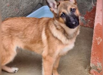 MURFY-freundlich, aufgeschlossen, mit ansteckender Fröhlichkeit - sucht  sein liebevolles Zuhause