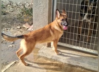 MURFY-freundlich, aufgeschlossen, mit ansteckender Fröhlichkeit - sucht  sein liebevolles Zuhause