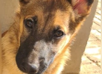 MURFY-freundlich, aufgeschlossen, mit ansteckender Fröhlichkeit - sucht  sein liebevolles Zuhause