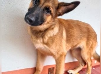 MURFY-freundlich, aufgeschlossen, mit ansteckender Fröhlichkeit - sucht  sein liebevolles Zuhause