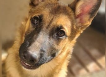 MURFY-freundlich, aufgeschlossen, mit ansteckender Fröhlichkeit - sucht  sein liebevolles Zuhause