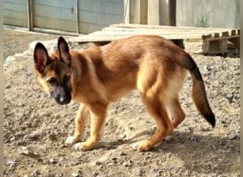 MURFY-freundlich, aufgeschlossen, mit ansteckender Fröhlichkeit - sucht  sein liebevolles Zuhause