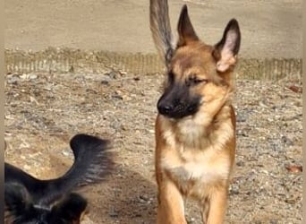 MURFY-freundlich, aufgeschlossen, mit ansteckender Fröhlichkeit - sucht  sein liebevolles Zuhause