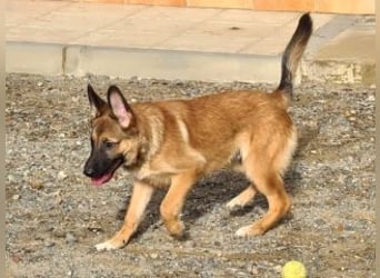 MURFY-freundlich, aufgeschlossen, mit ansteckender Fröhlichkeit - sucht  sein liebevolles Zuhause