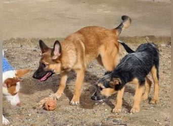 MURFY-freundlich, aufgeschlossen, mit ansteckender Fröhlichkeit - sucht  sein liebevolles Zuhause