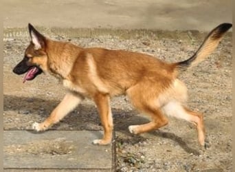 MURFY-freundlich, aufgeschlossen, mit ansteckender Fröhlichkeit - sucht  sein liebevolles Zuhause