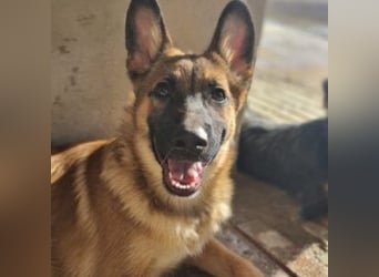 MURFY-freundlich, aufgeschlossen, mit ansteckender Fröhlichkeit - sucht  sein liebevolles Zuhause