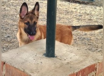 MURFY-freundlich, aufgeschlossen, mit ansteckender Fröhlichkeit - sucht  sein liebevolles Zuhause