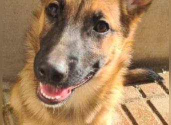 MURFY-freundlich, aufgeschlossen, mit ansteckender Fröhlichkeit - sucht  sein liebevolles Zuhause