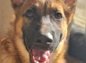 MURFY-freundlich, aufgeschlossen, mit ansteckender Fröhlichkeit - sucht  sein liebevolles Zuhause