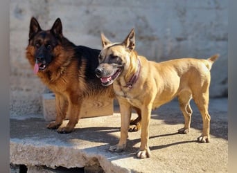 Rea ❤ sucht ihr Für-Immer-Familie