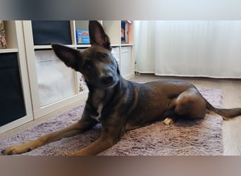 Malinois-Mischling Hündin in grau beige 27.01.24