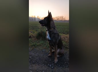 Malinois-Mischling Hündin in grau beige 27.01.24