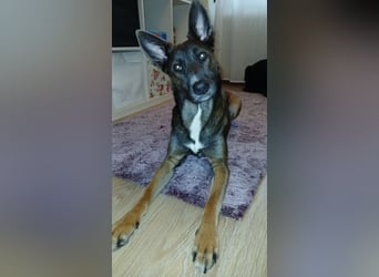 Malinois-Mischling Hündin in grau beige 27.01.24