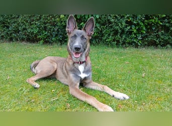 Malinois-Mischling Hündin in grau beige 27.01.24