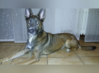 Malinois-Mischling Hündin in grau beige 27.01.24