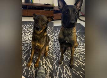 Malinois-Mischling Hündin in grau beige 27.01.24