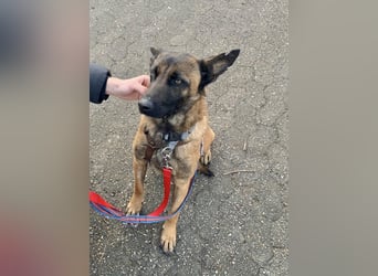 Hübsche Belgische Schäferhündin Arya sucht ihre Menschen