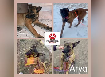 Hübsche Belgische Schäferhündin Arya sucht ihre Menschen