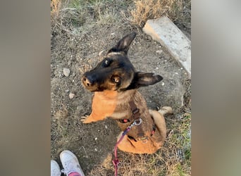 Hübsche Belgische Schäferhündin Arya sucht ihre Menschen