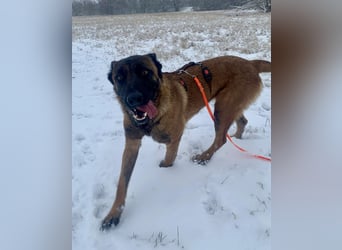 Hübsche Belgische Schäferhündin Arya sucht ihre Menschen