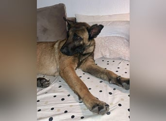 Hübsche Belgische Schäferhündin Arya sucht ihre Menschen