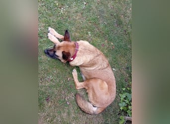 ⚡️ PFLEGESTELLE GEFUNDEN ❗️ für die sanfte VIOLETA  - Schäferhund Mix