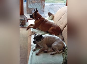 ⚡️ PFLEGESTELLE GEFUNDEN ❗️ für die sanfte VIOLETA  - Schäferhund Mix