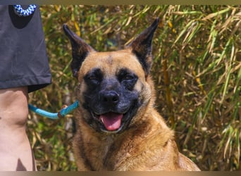 ⚡️ PFLEGESTELLE GEFUNDEN ❗️ für die sanfte VIOLETA  - Schäferhund Mix