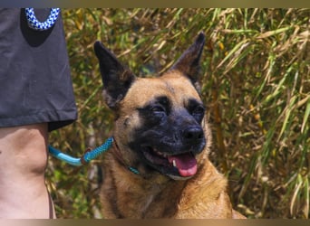 ⚡️ PFLEGESTELLE GEFUNDEN ❗️ für die sanfte VIOLETA  - Schäferhund Mix