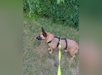 ⚡️ PFLEGESTELLE GEFUNDEN ❗️ für die sanfte VIOLETA  - Schäferhund Mix