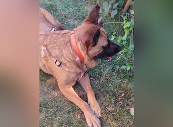 ⚡️ PFLEGESTELLE GEFUNDEN ❗️ für die sanfte VIOLETA  - Schäferhund Mix