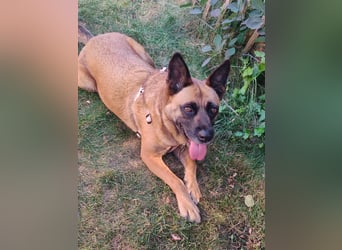 ⚡️ PFLEGESTELLE GEFUNDEN ❗️ für die sanfte VIOLETA  - Schäferhund Mix