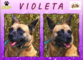 ⚡️ PFLEGESTELLE GEFUNDEN ❗️ für die sanfte VIOLETA  - Schäferhund Mix