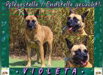 Pflegestelle oder Endstelle für • Violeta gesucht !