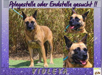 Pflegestelle oder Endstelle für • Violeta gesucht !