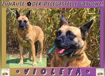♦️VIOLETA♦️ Zuhause oder Pflegestelle gesucht !!