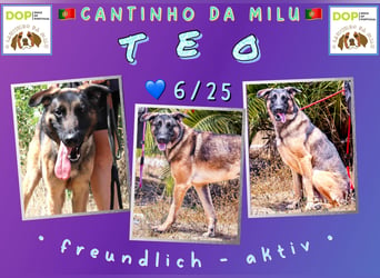 JUNGHUND TEO ♦️ ist in der Cantinho da Milu ♦️ und braucht ein Zuhause