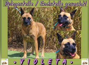 Pflegestelle oder Endstelle für • Violeta gesucht !