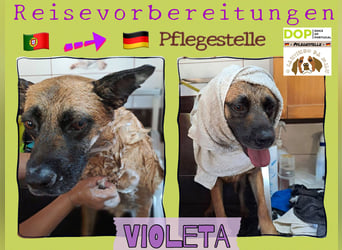 ⚡️ PFLEGESTELLE GEFUNDEN ❗️ für die sanfte VIOLETA  - Schäferhund Mix