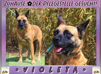 ♦️VIOLETA♦️ Zuhause oder Pflegestelle gesucht !!