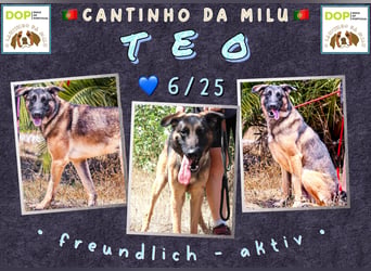 JUNGHUND TEO ♦️ ist in der Cantinho da Milu ♦️ und braucht ein Zuhause