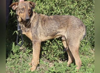 Hank ❇️ hat jetzt lange genug gewartet !!