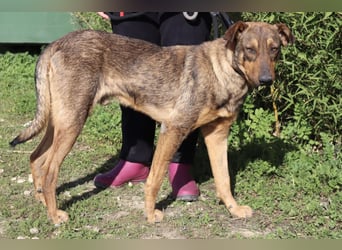 Hank ❇️ hat jetzt lange genug gewartet !!