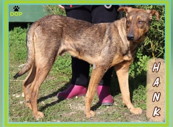 Hank ❇️ hat jetzt lange genug gewartet !!