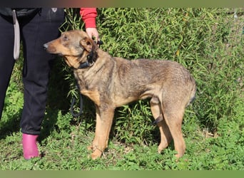 Hank ❇️ hat jetzt lange genug gewartet !!